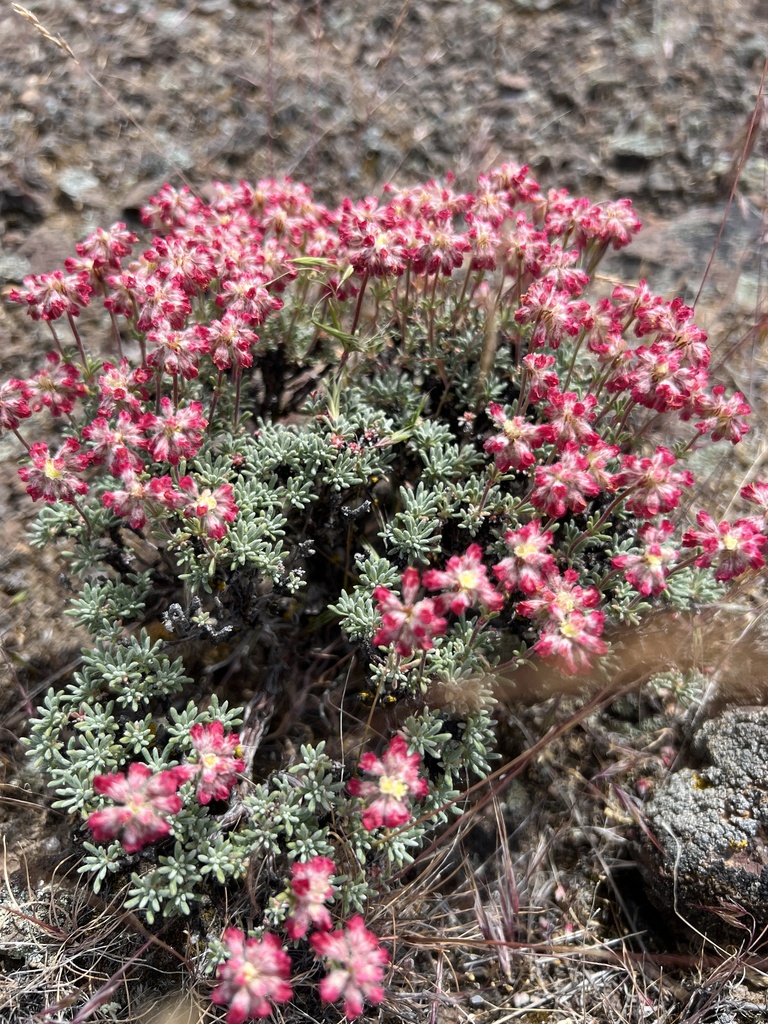thymeleaf buckwheat from Grant County, WA, USA on May 6, 2024 at 1223