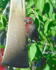 Haemorhous mexicanus