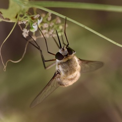 Heterostylum robustum