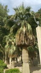 Washingtonia