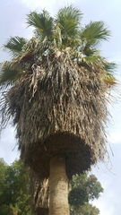 Washingtonia