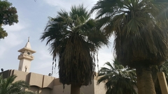 Washingtonia