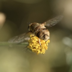 Heterostylum robustum