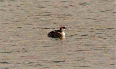 Rollandia microptera