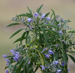 Solanum nitidum