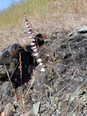 Streptanthus glandulosus secundus
