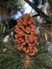 Pinus canariensis