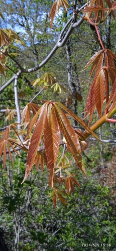 Indian Horse-chestnut