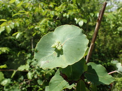 Lonicera flava