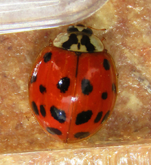 Harmonia axyridis
