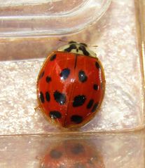 Harmonia axyridis