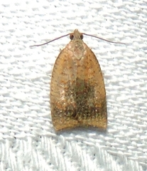 Meritastis