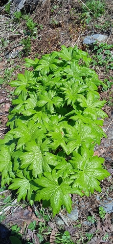 Himalayan Mayapple