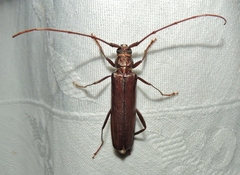 Xystrocera virescens