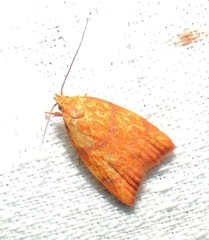 Pycnozancla acribes