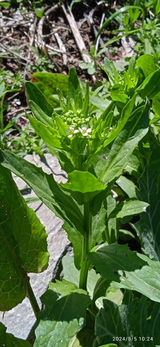 field penny-cress
