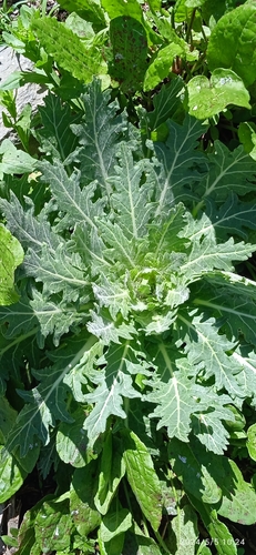 black henbane