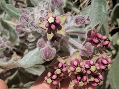 Asclepias californica californica