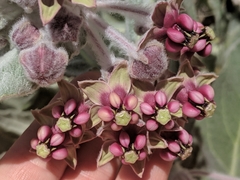 Asclepias californica californica
