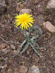 Cichorieae