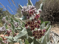 Asclepias californica californica