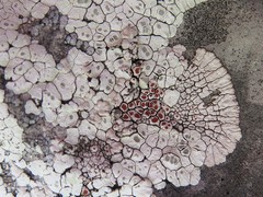 Acarospora epilutescens