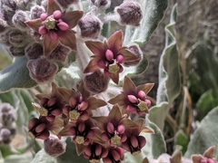 Asclepias californica californica