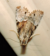Alophosoma emmelopis