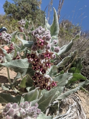 Asclepias californica californica