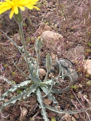 Cichorieae