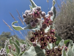 Asclepias californica californica