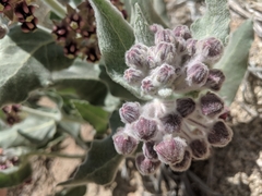 Asclepias californica californica