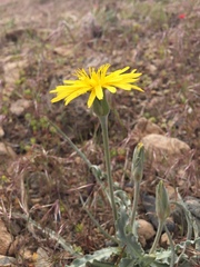 Cichorieae