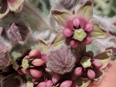 Asclepias californica californica