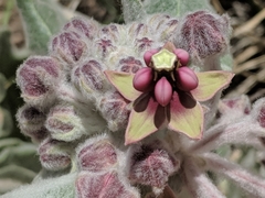 Asclepias californica californica