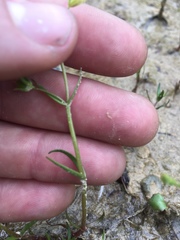 Gratiola quartermaniae