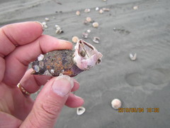 Notomegabalanus decorus