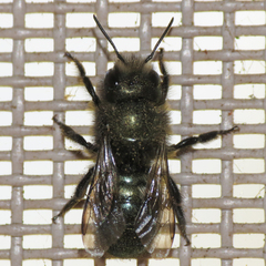 Osmia lignaria propinqua