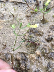 Gratiola quartermaniae