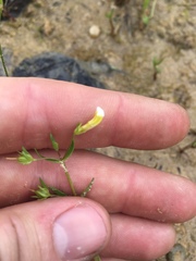 Gratiola quartermaniae