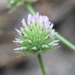 Trifolium microcephalum