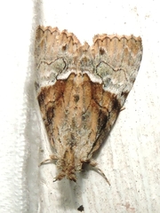 Alophosoma emmelopis