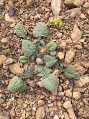 Centaurea ispahanica