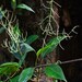 Peperomia verticillatispica - Photo (c) Riley Fortier, some rights reserved (CC BY-NC), uploaded by Riley Fortier