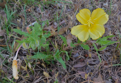 Oenothera grandis