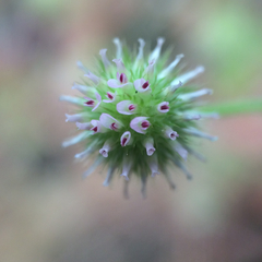 Trifolium microcephalum