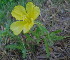 Oenothera grandis