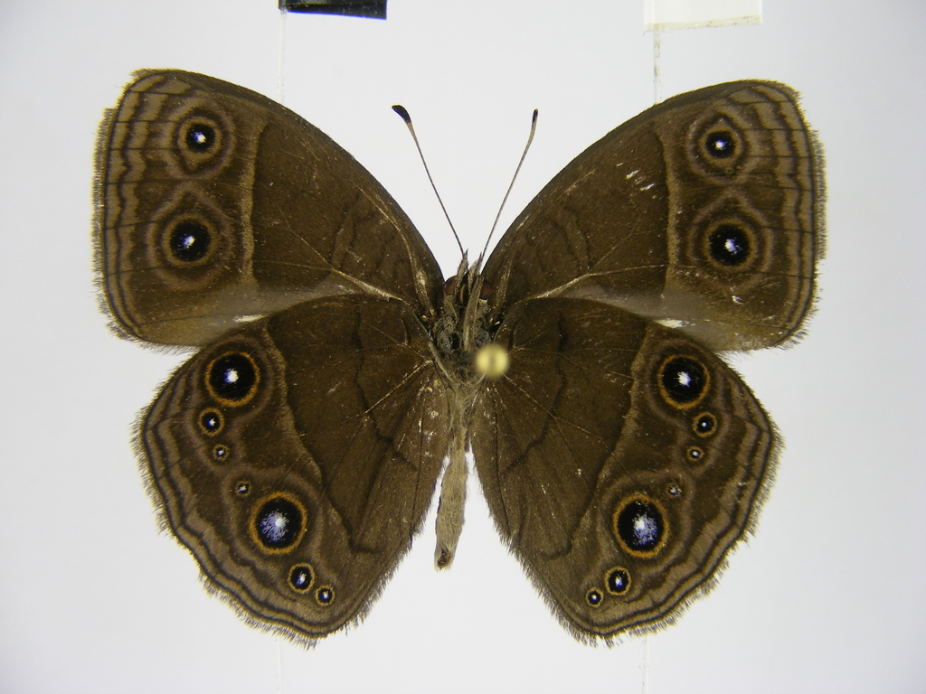Lesser Rock Bush Brown
