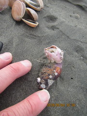 Notomegabalanus decorus