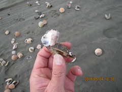 Notomegabalanus decorus